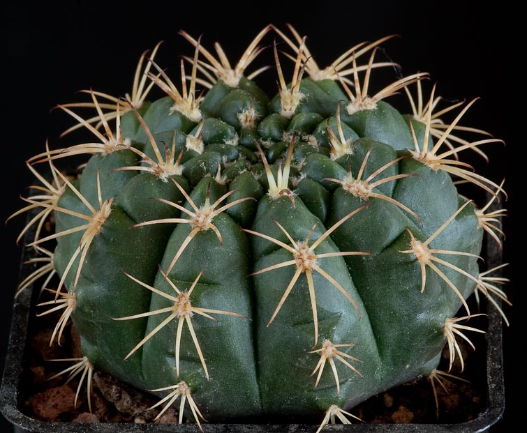 Gymnocalycium hamatum